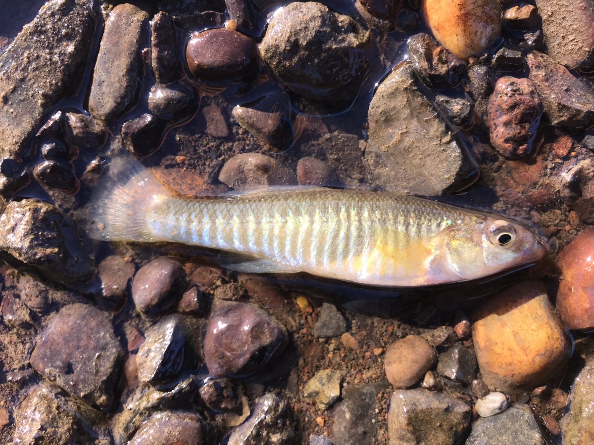 Killifish, Banded