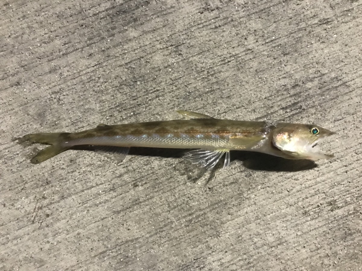 Lizardfish, California