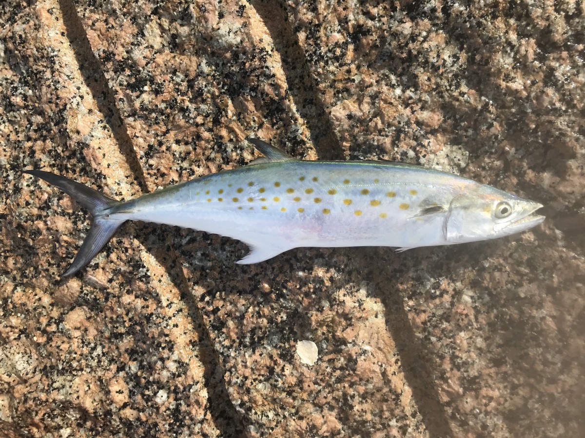 Mackerel, Spanish