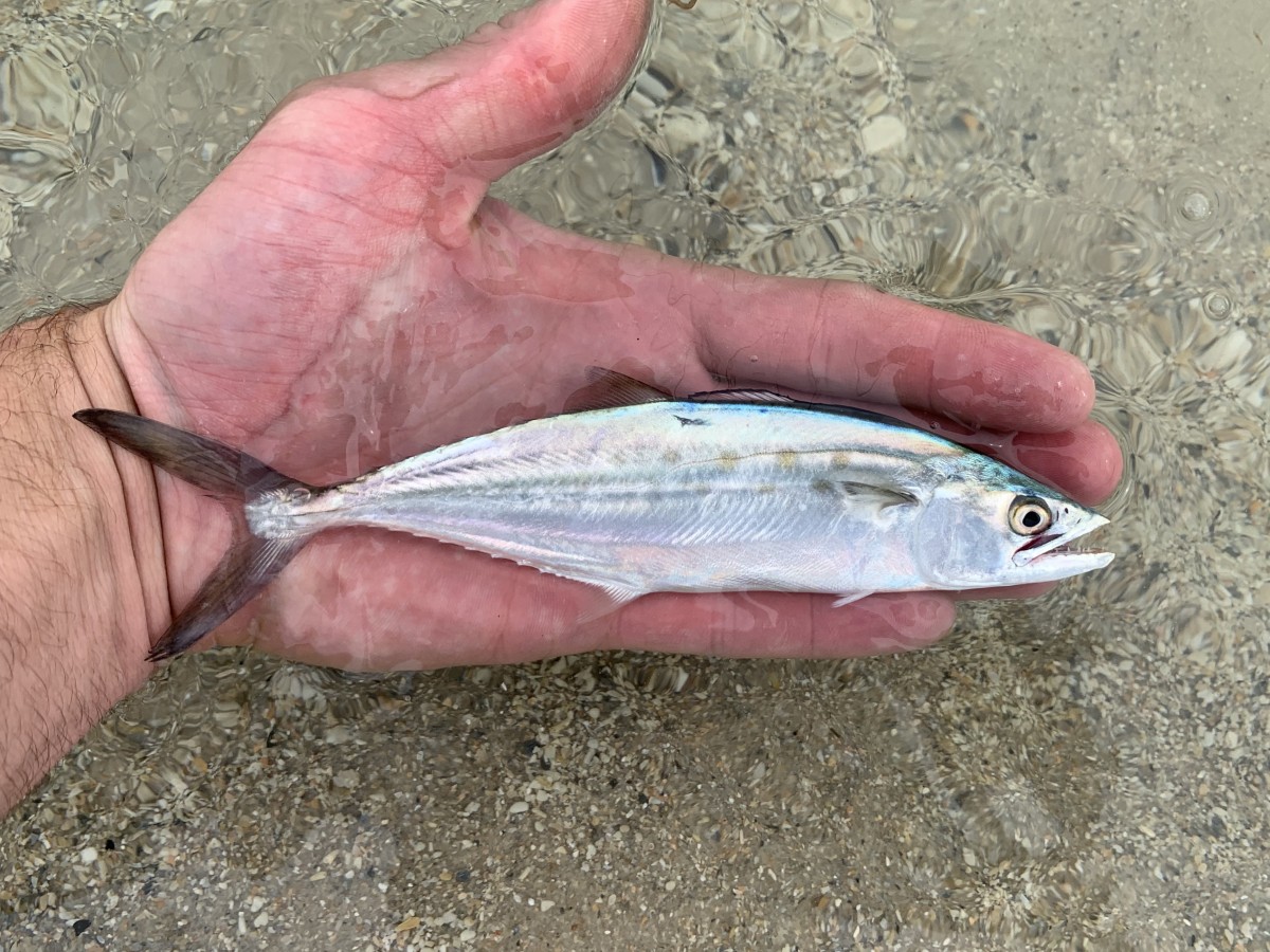 Mackerel, Spanish (Juvenile)