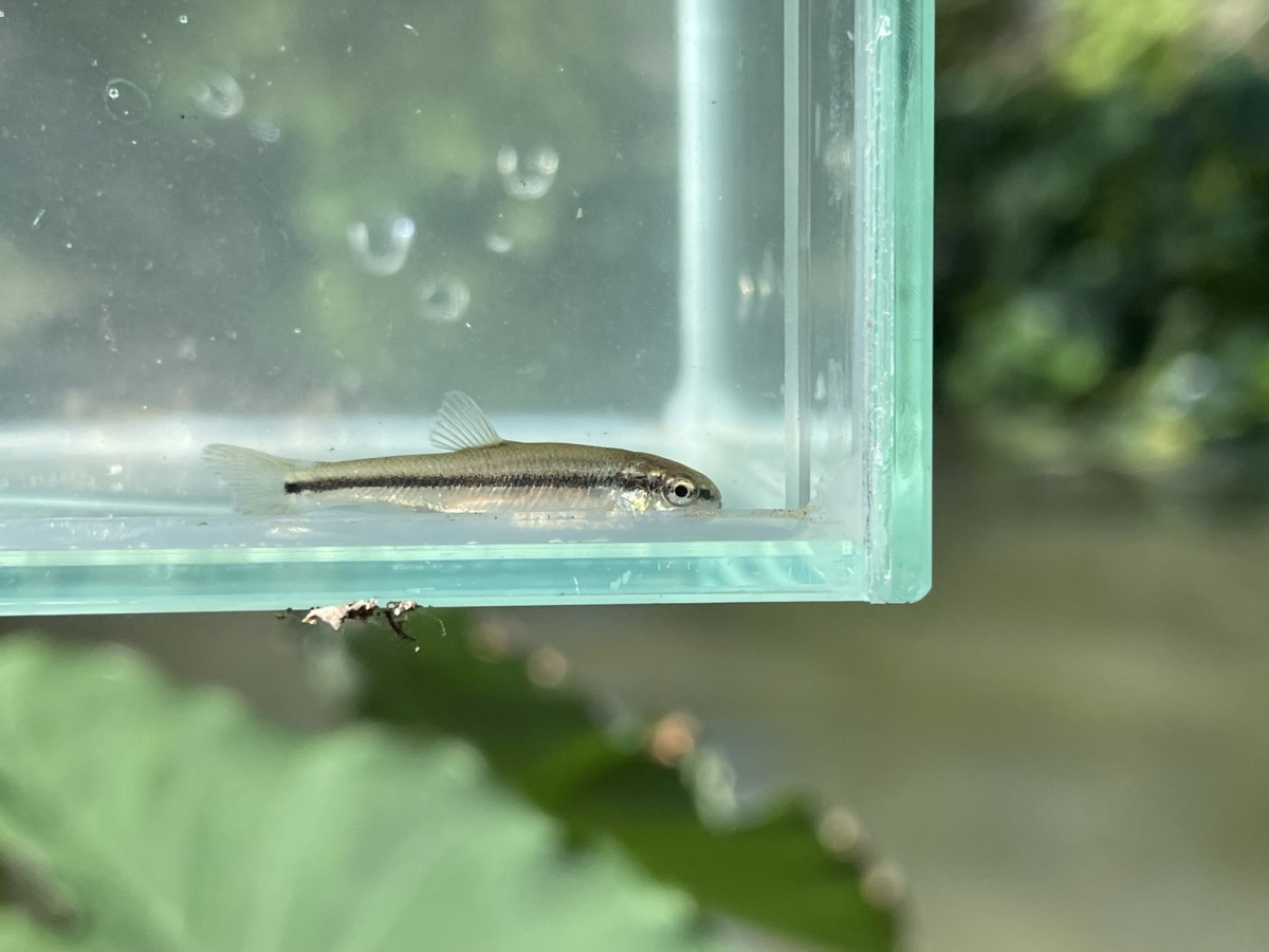 Minnow, Guadalupe Roundnose