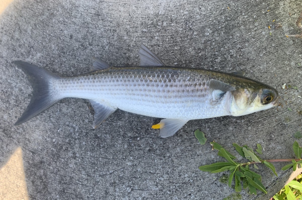 Mullet, Striped