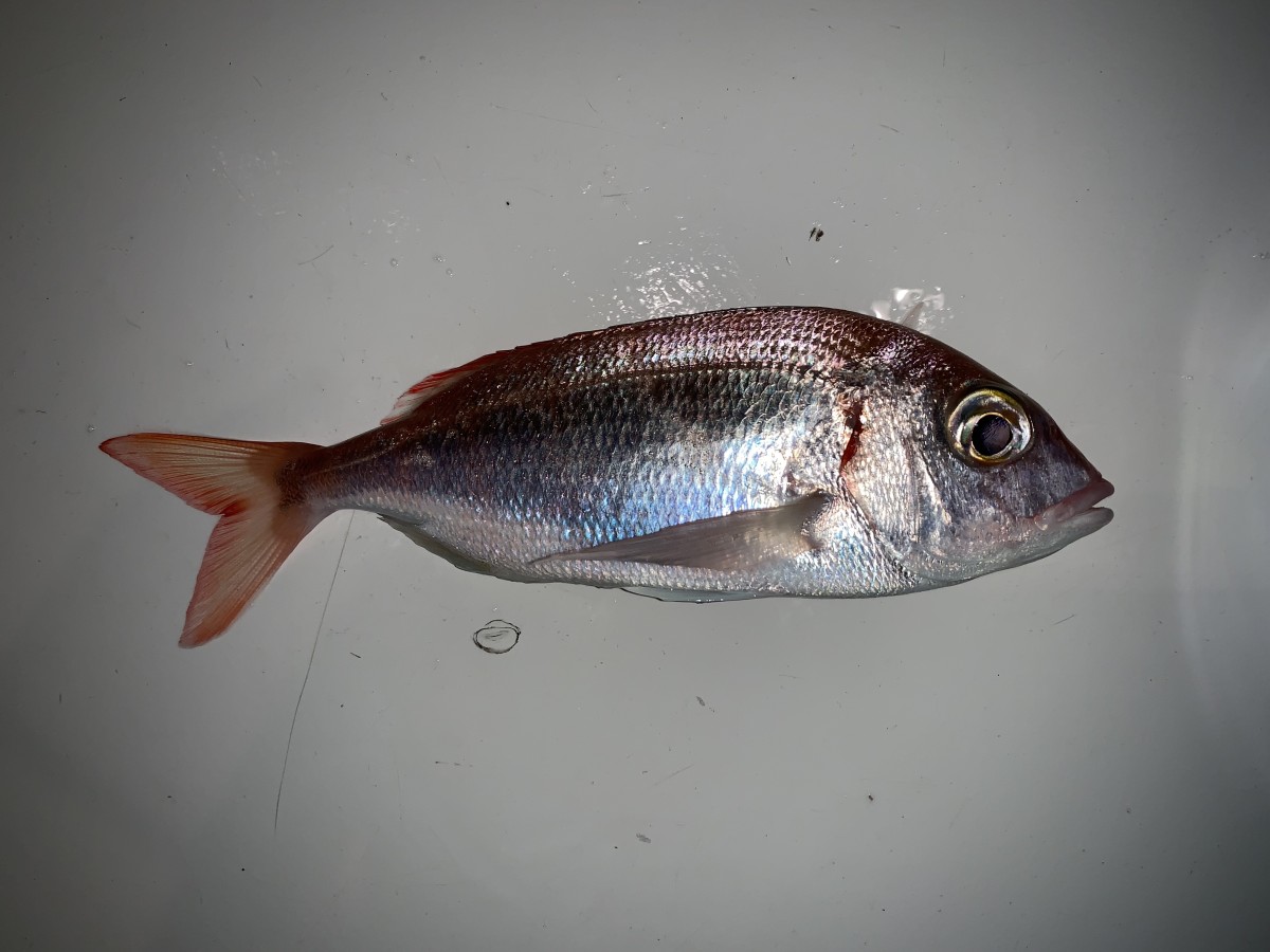 Porgy, Red