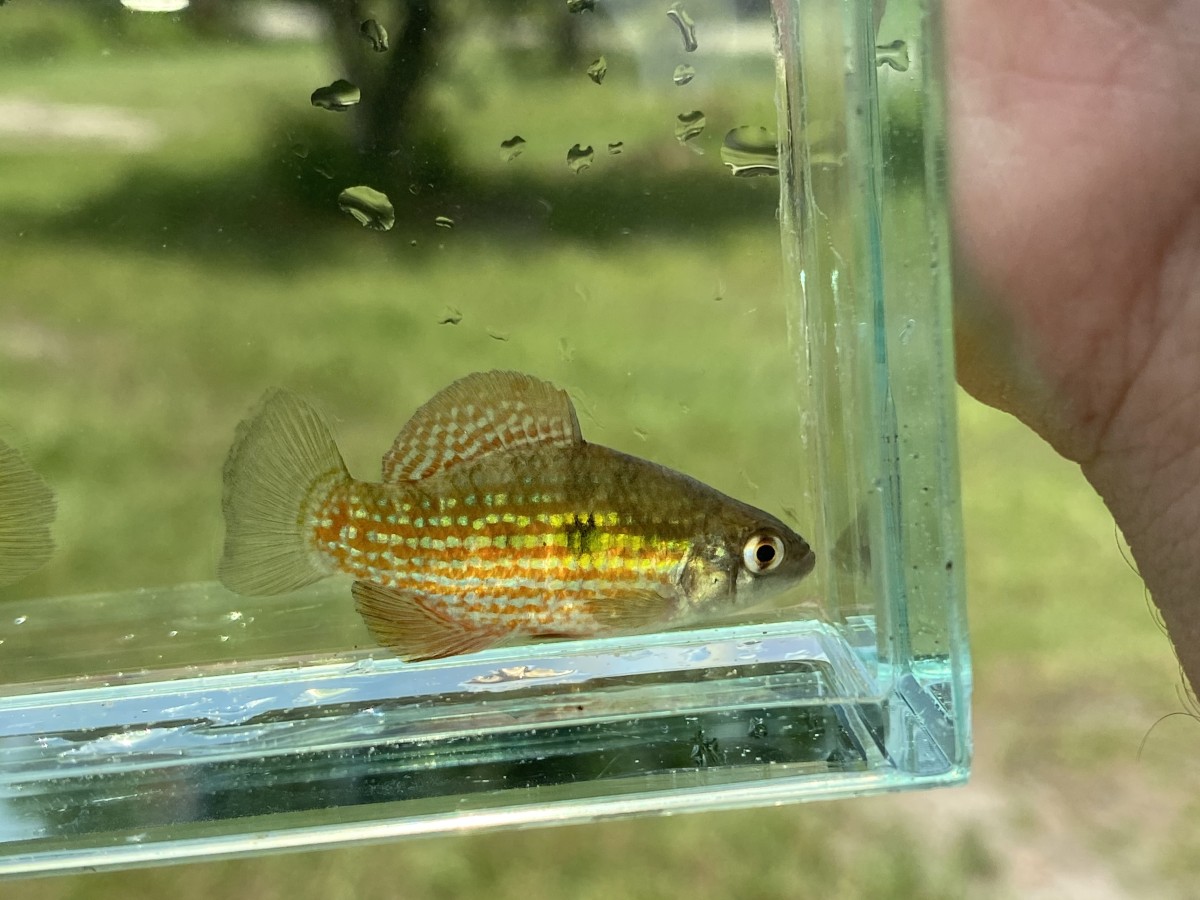 Pupfish, Flagfish