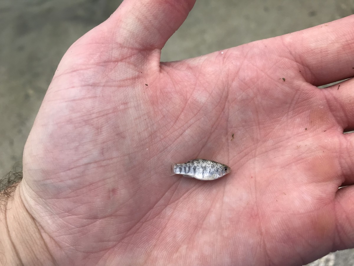 Pupfish, Sheepshead Minnow