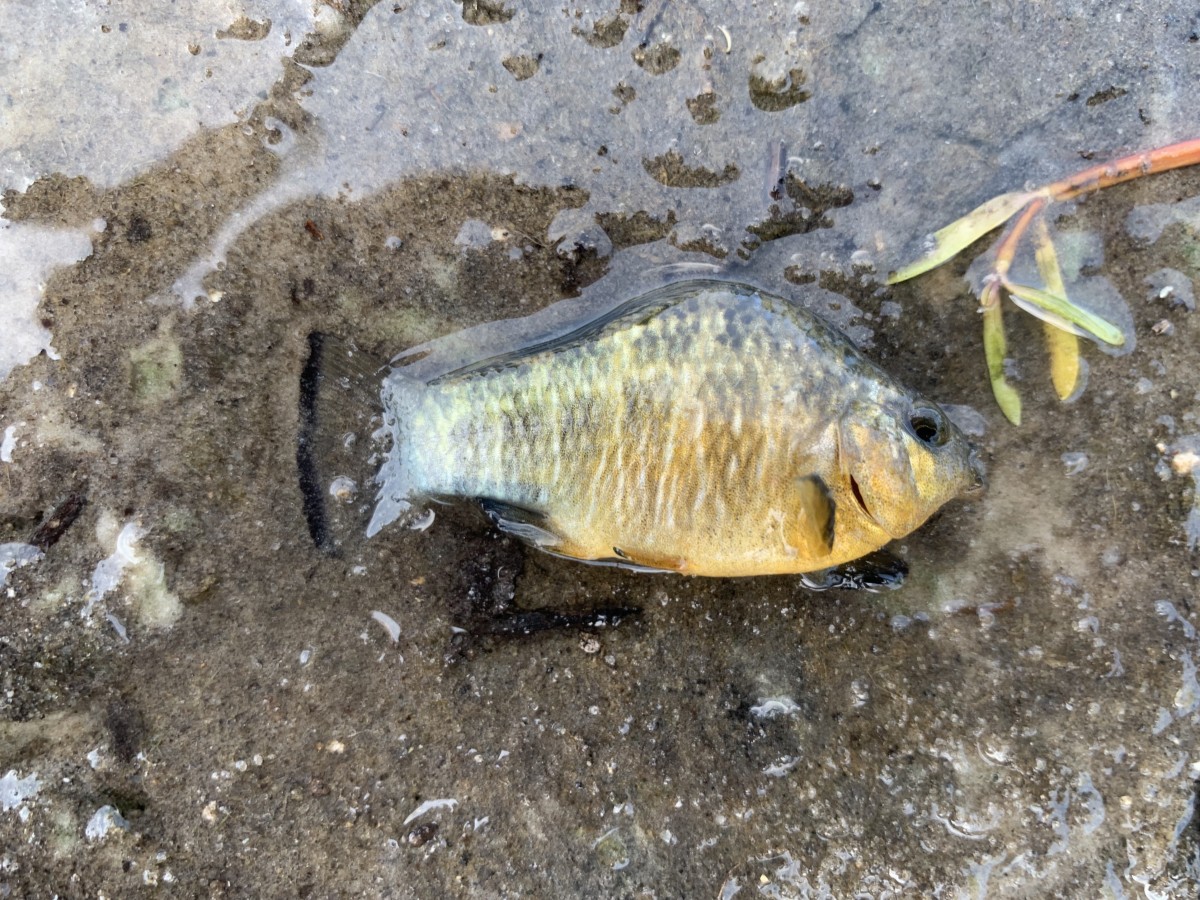 Pupfish, Sheepshead Minnow (Nuptial Male)