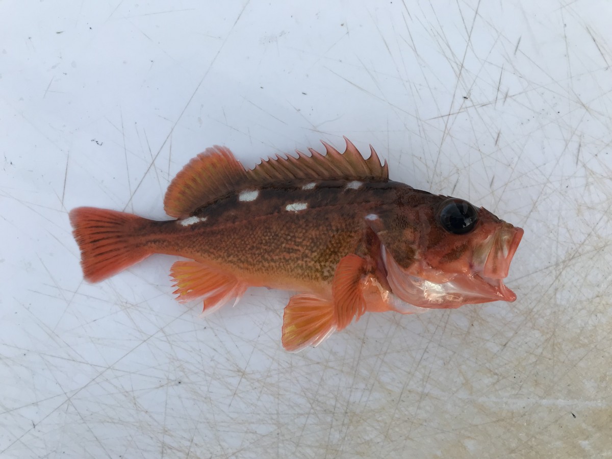 Rockfish, Honeycomb