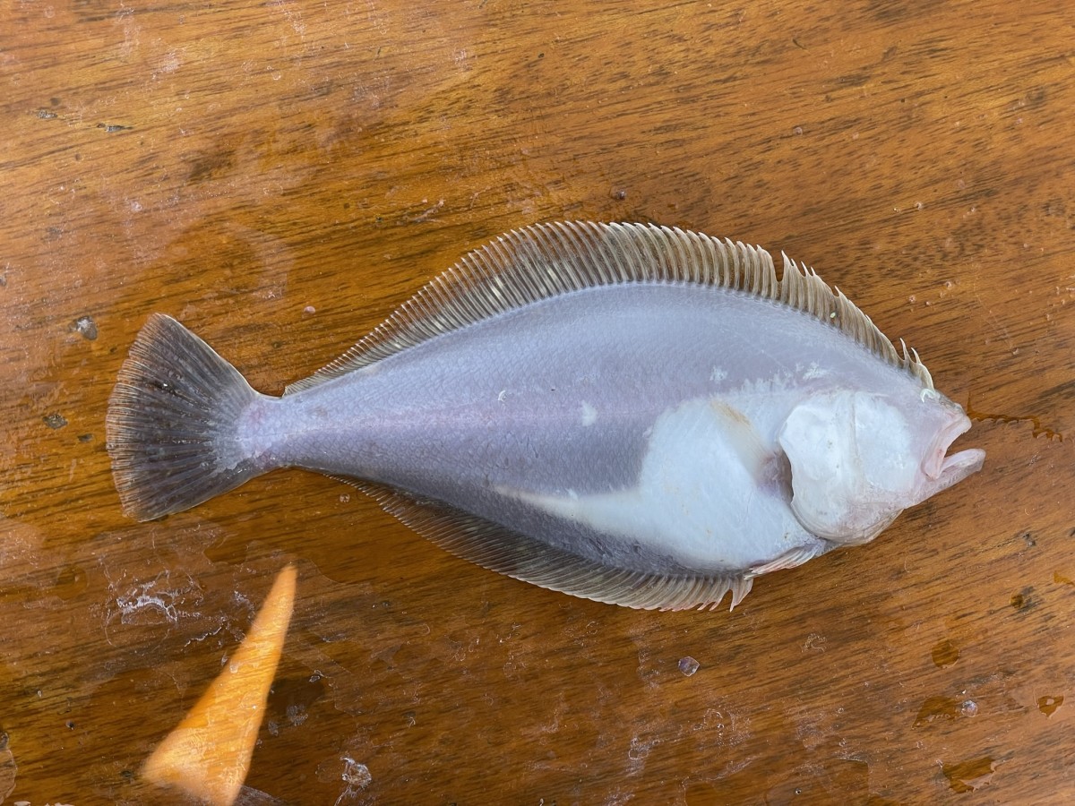 Sanddab, Pacific (Blind Side)