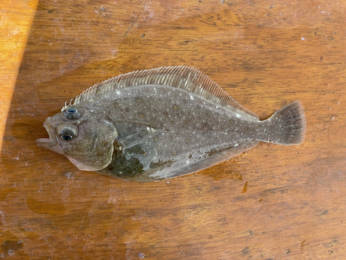 Sanddab, Pacific (Eyed Side)