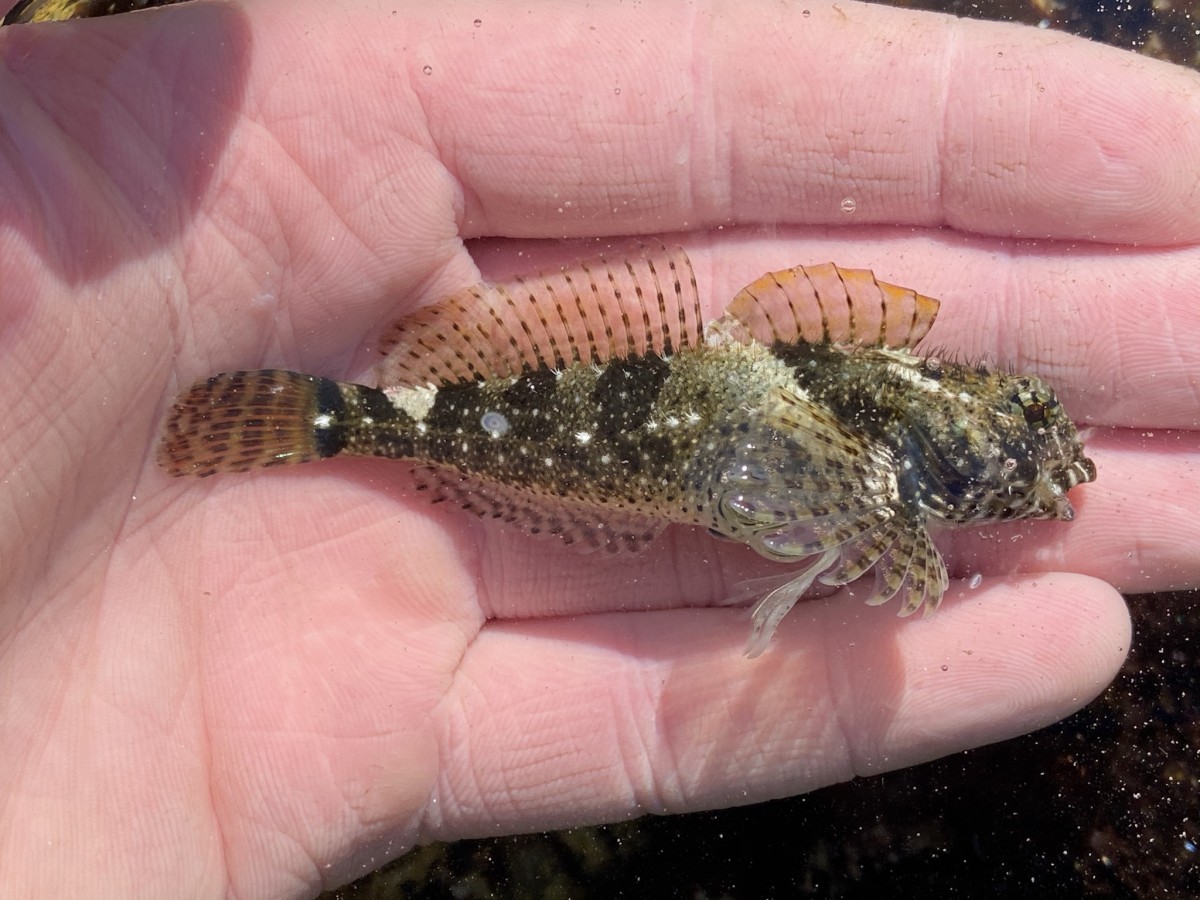 Sculpin, Woolly