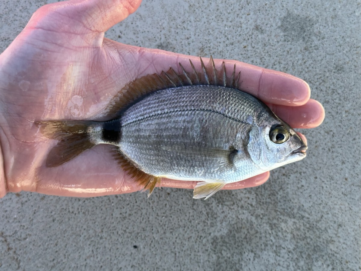 Seabream, Annular