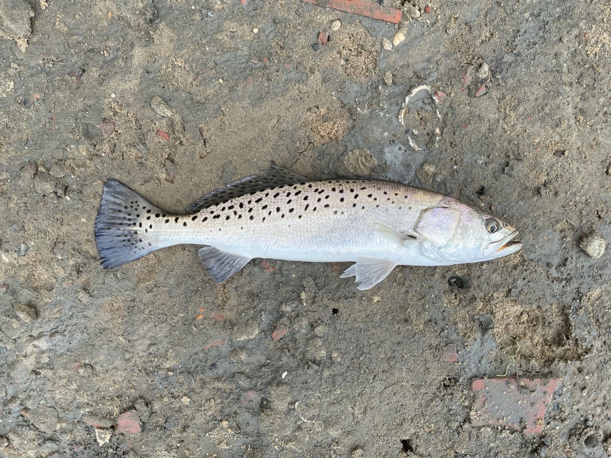 Seatrout, Spotted