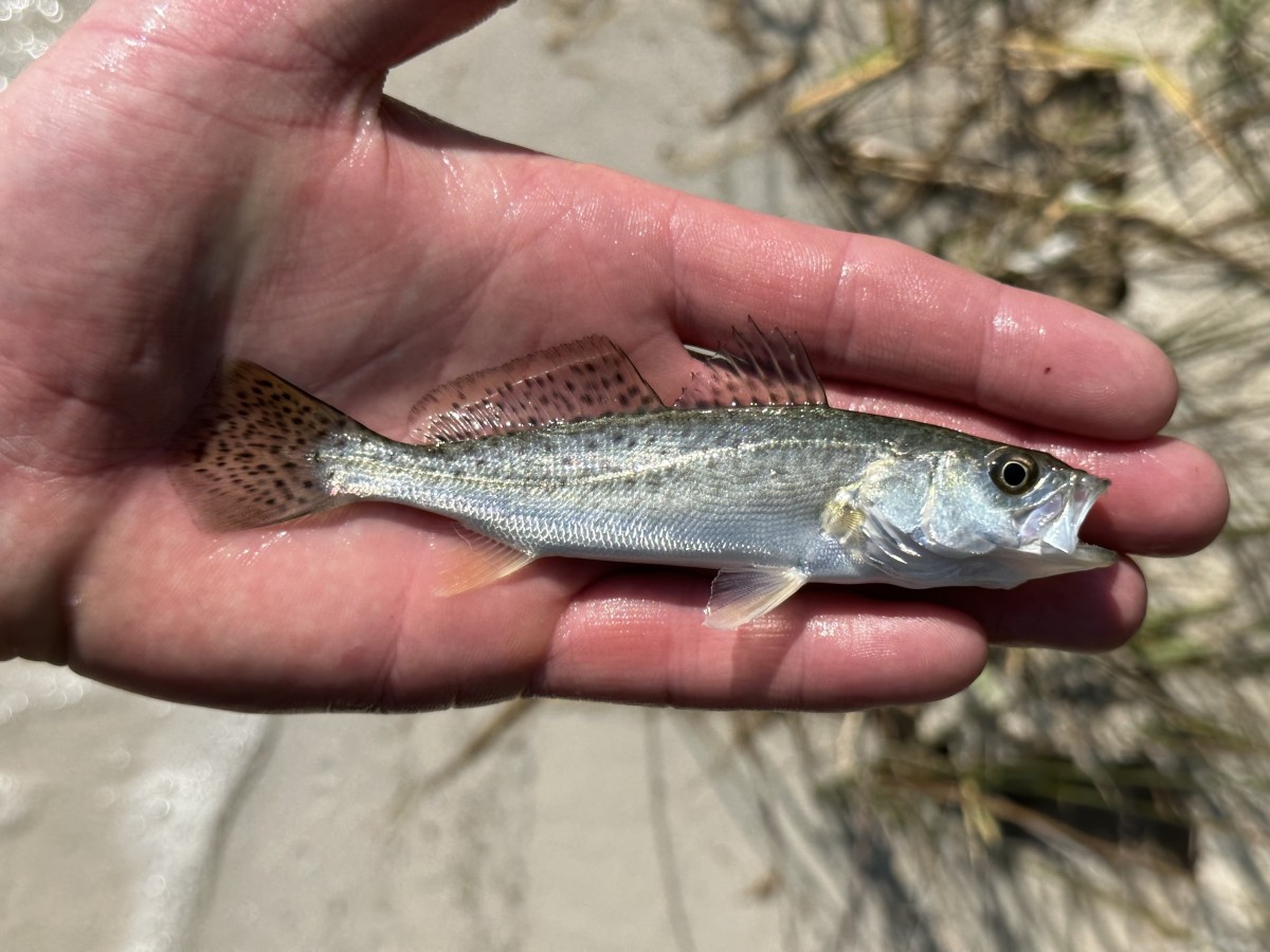 Seatrout, Spotted (Juvenile)