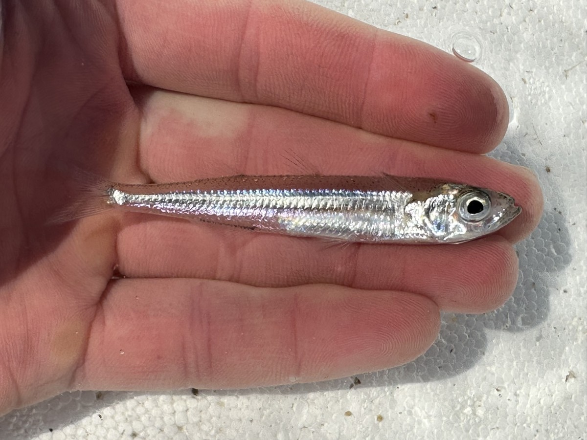 Smelt, Big-Scale Sand