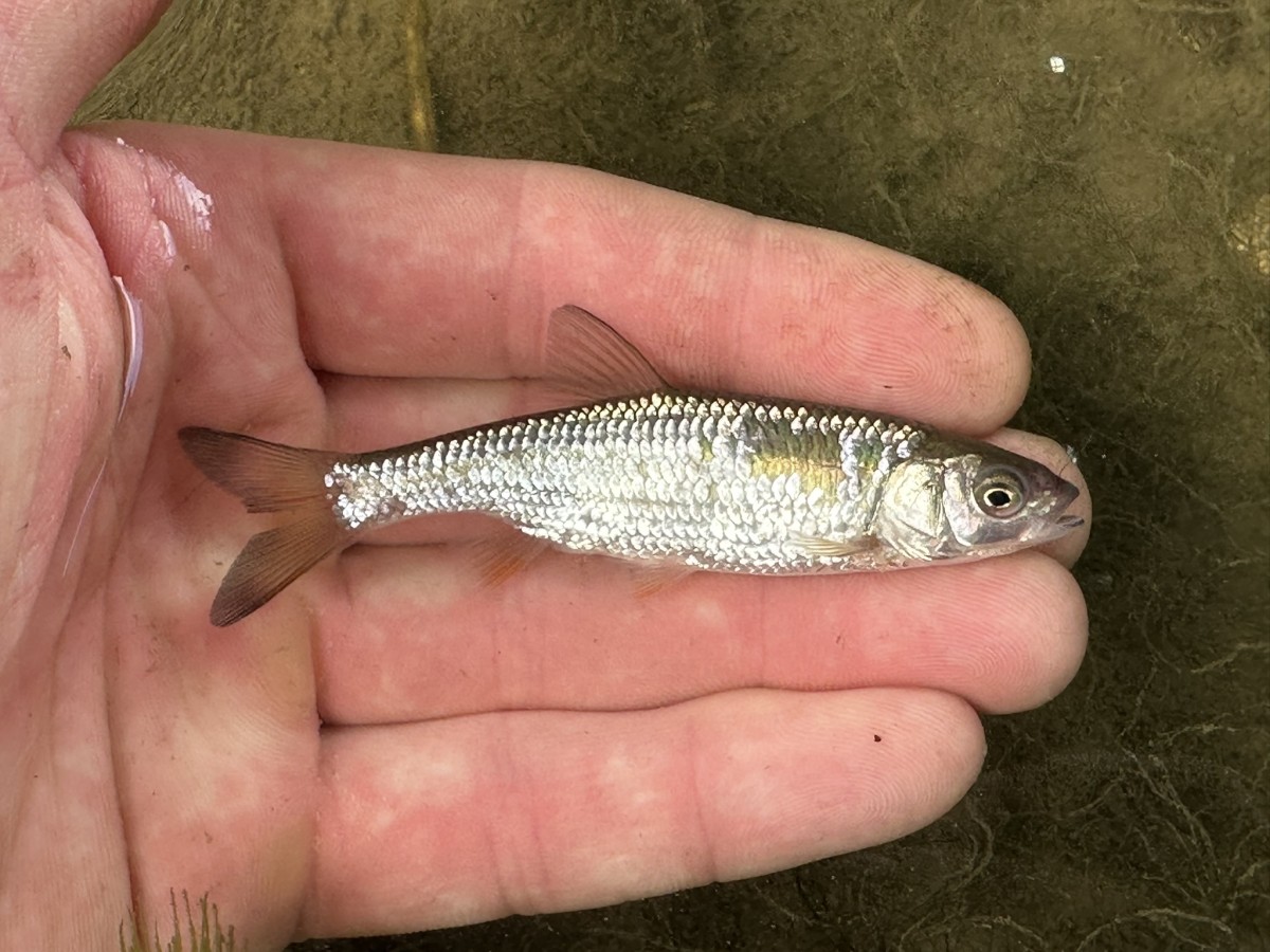 Squalius cephalus, European Chub (Raut River, Dniester River Trib, Moldova)