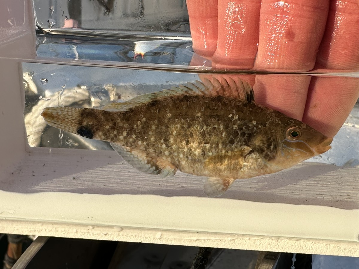 Symphodus cinereus, Grey Wrasse