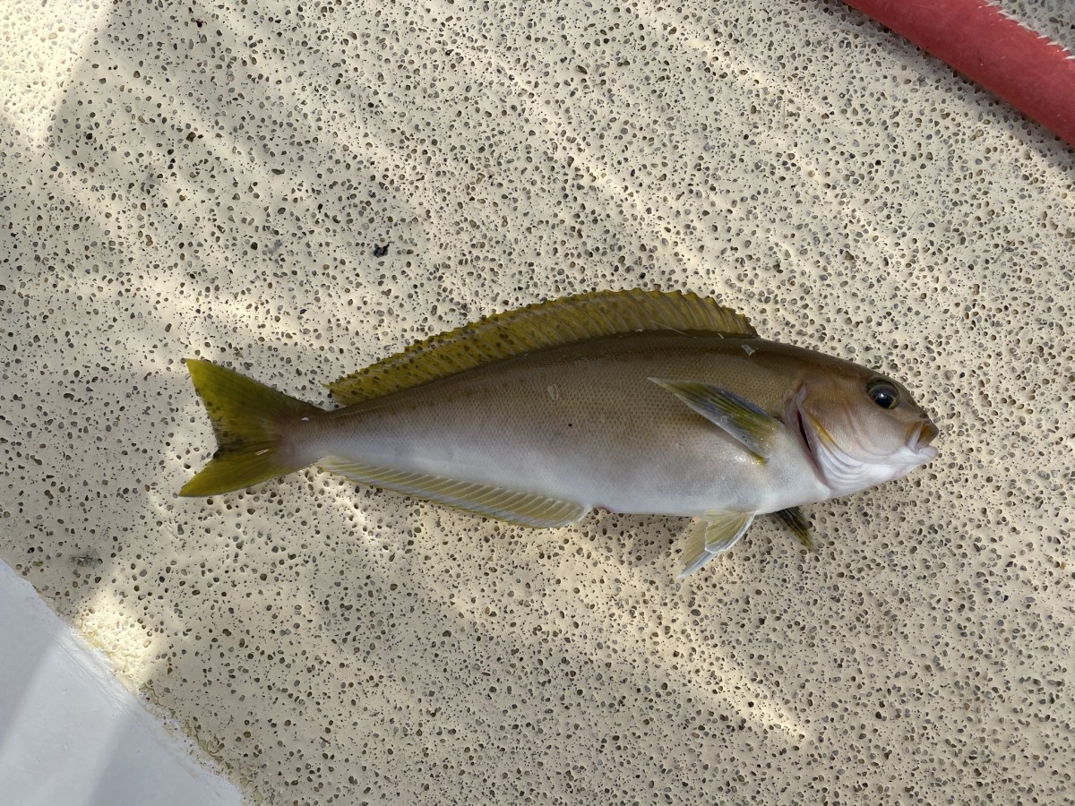 Whitefish, Ocean