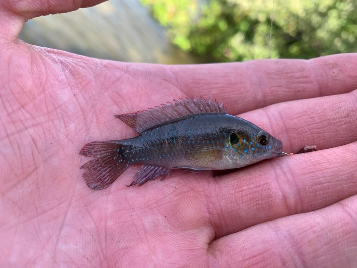 Cichlid, African Jewelfish