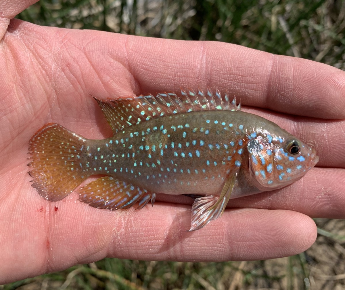 Cichlid, Blood Red Jewel