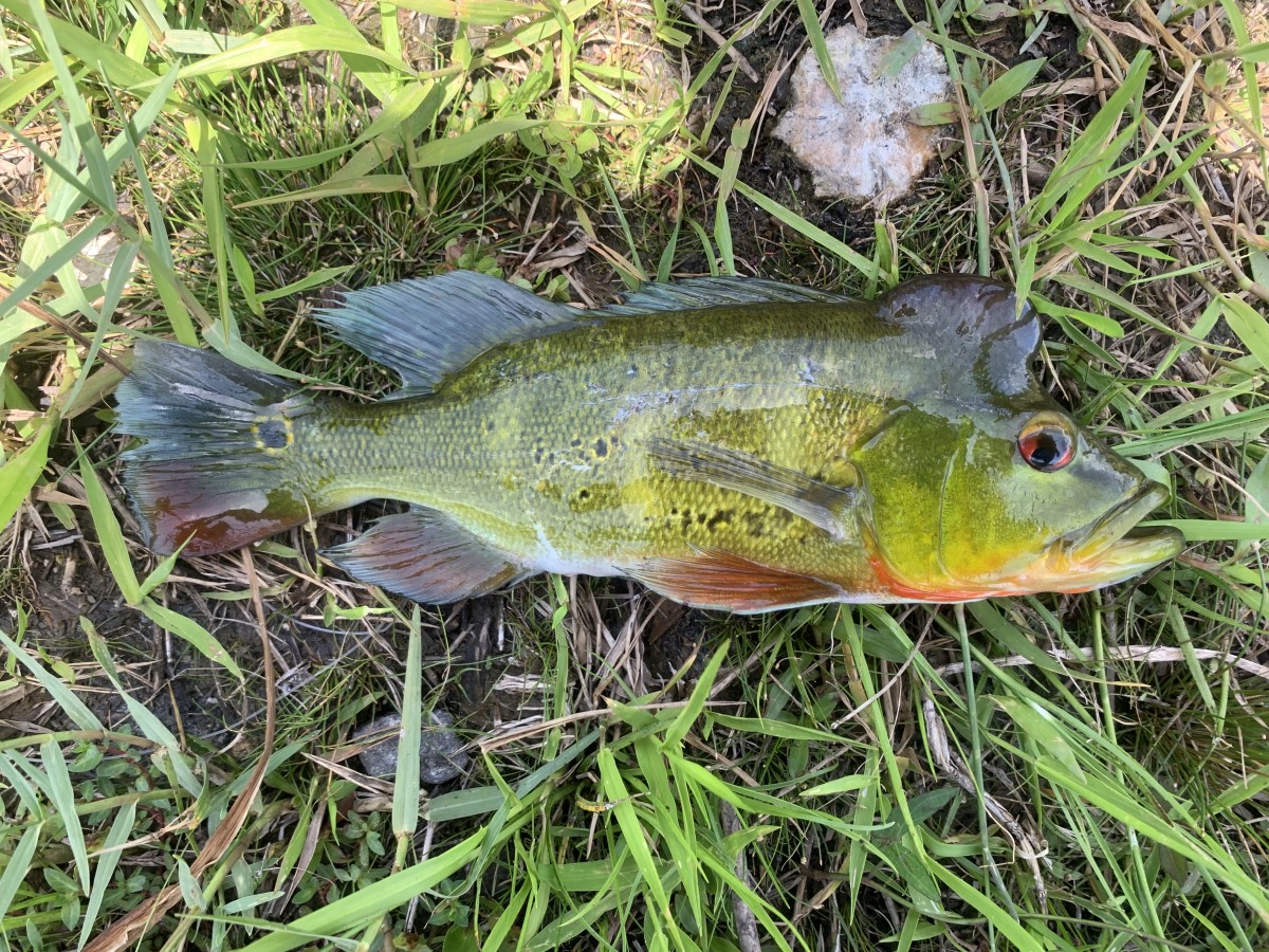 Cichlid, Butterfly Peacock (1)