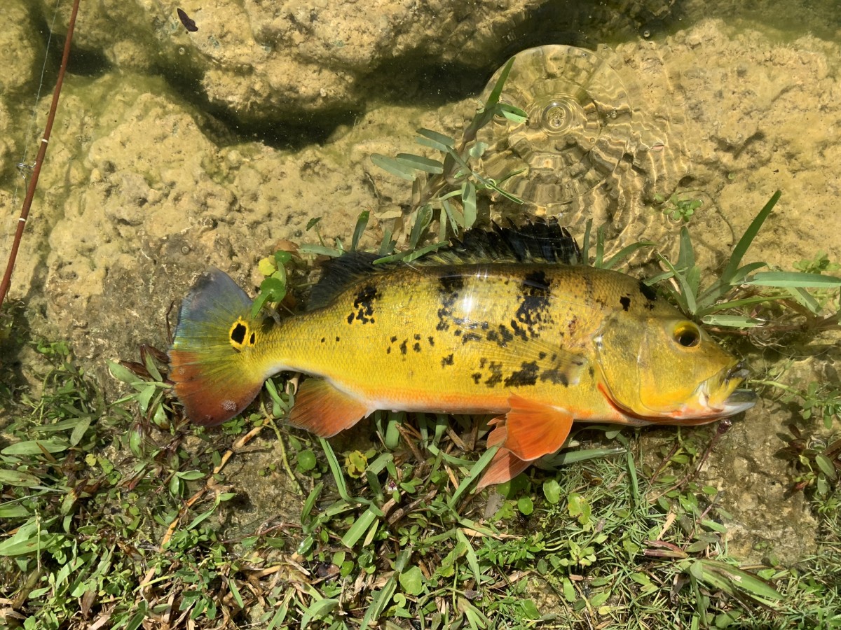 Cichlid, Butterfly Peacock