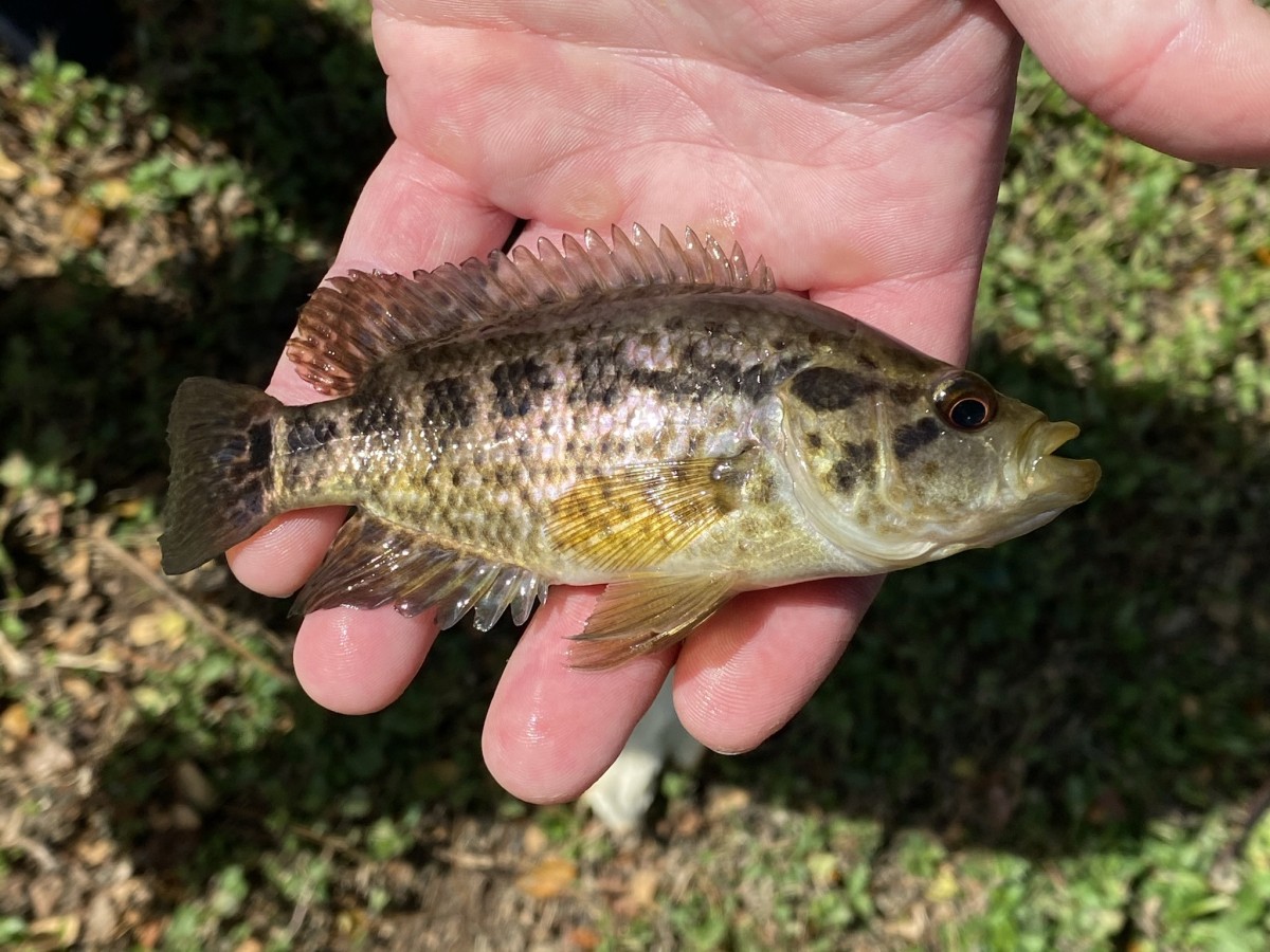 Cichlid, Jaguar Guapote (Adult)