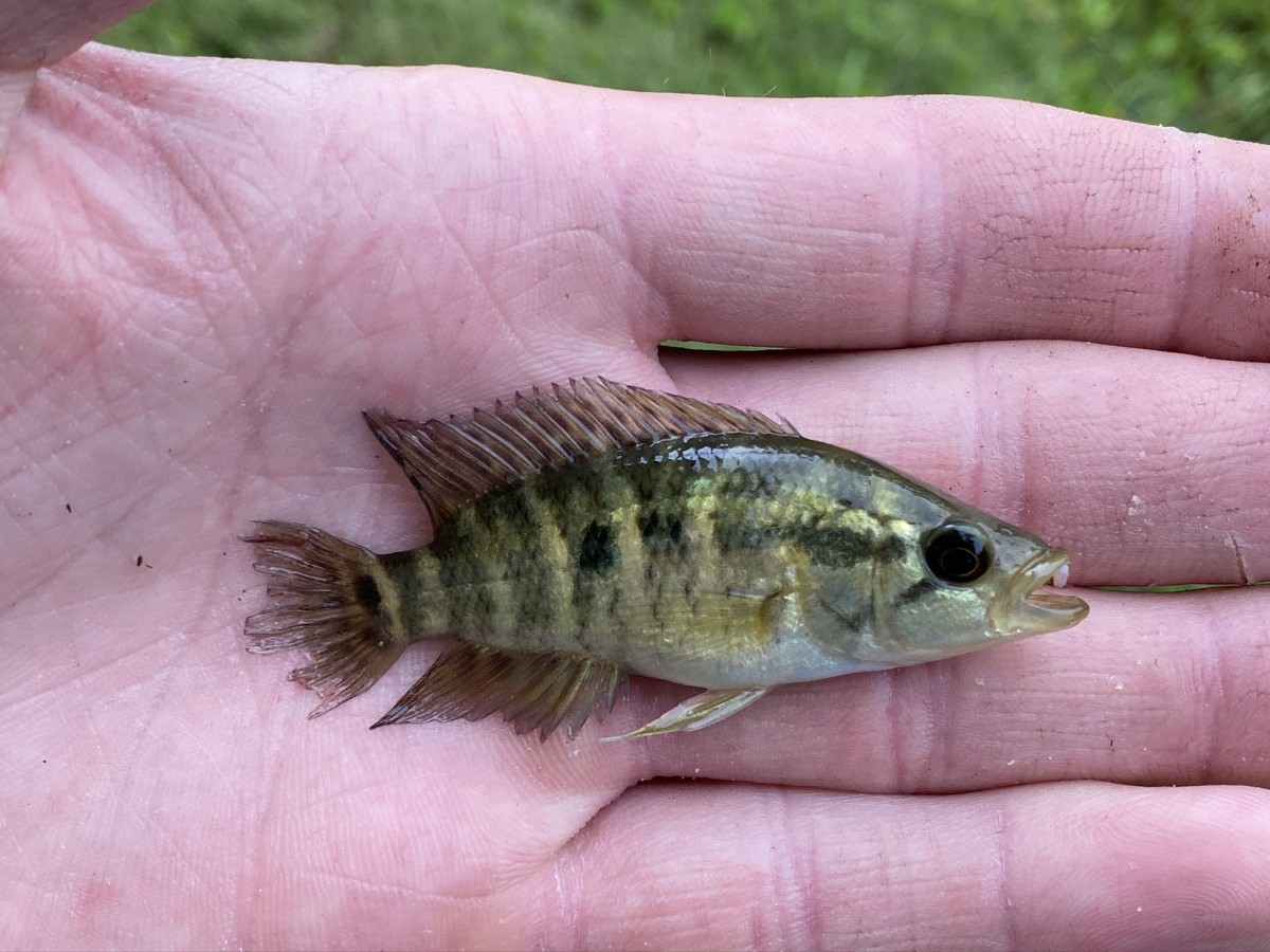 Cichlid, Jaguar Guapote (Juvenile)