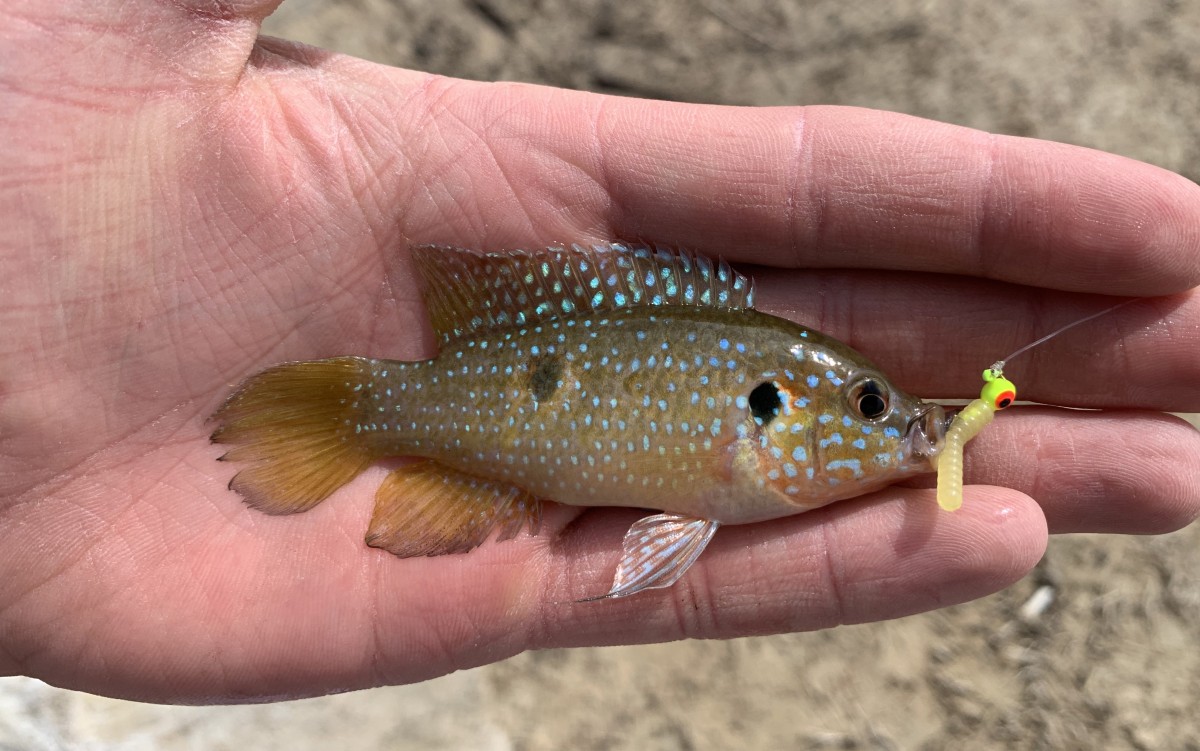 Cichlid, Jewel Fish