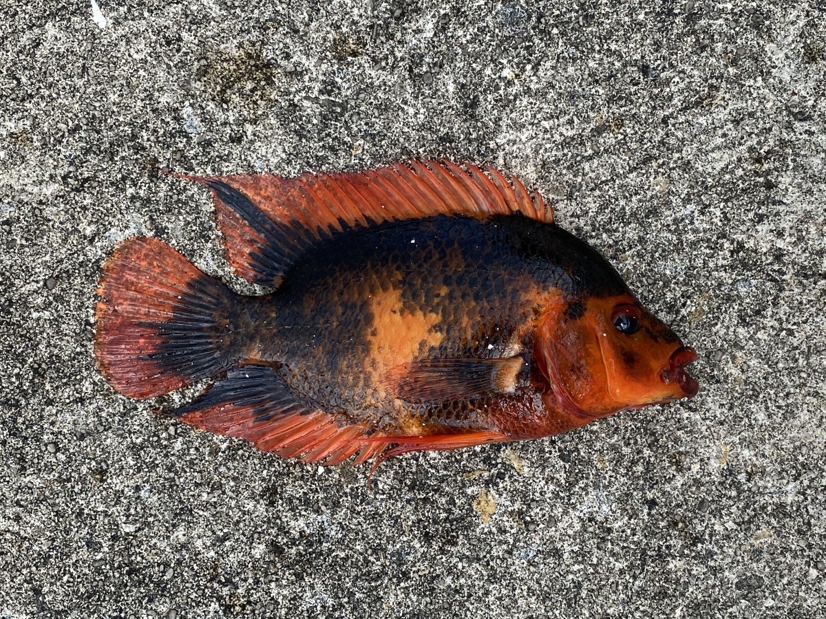 Cichlid, Red Devil (Calico)