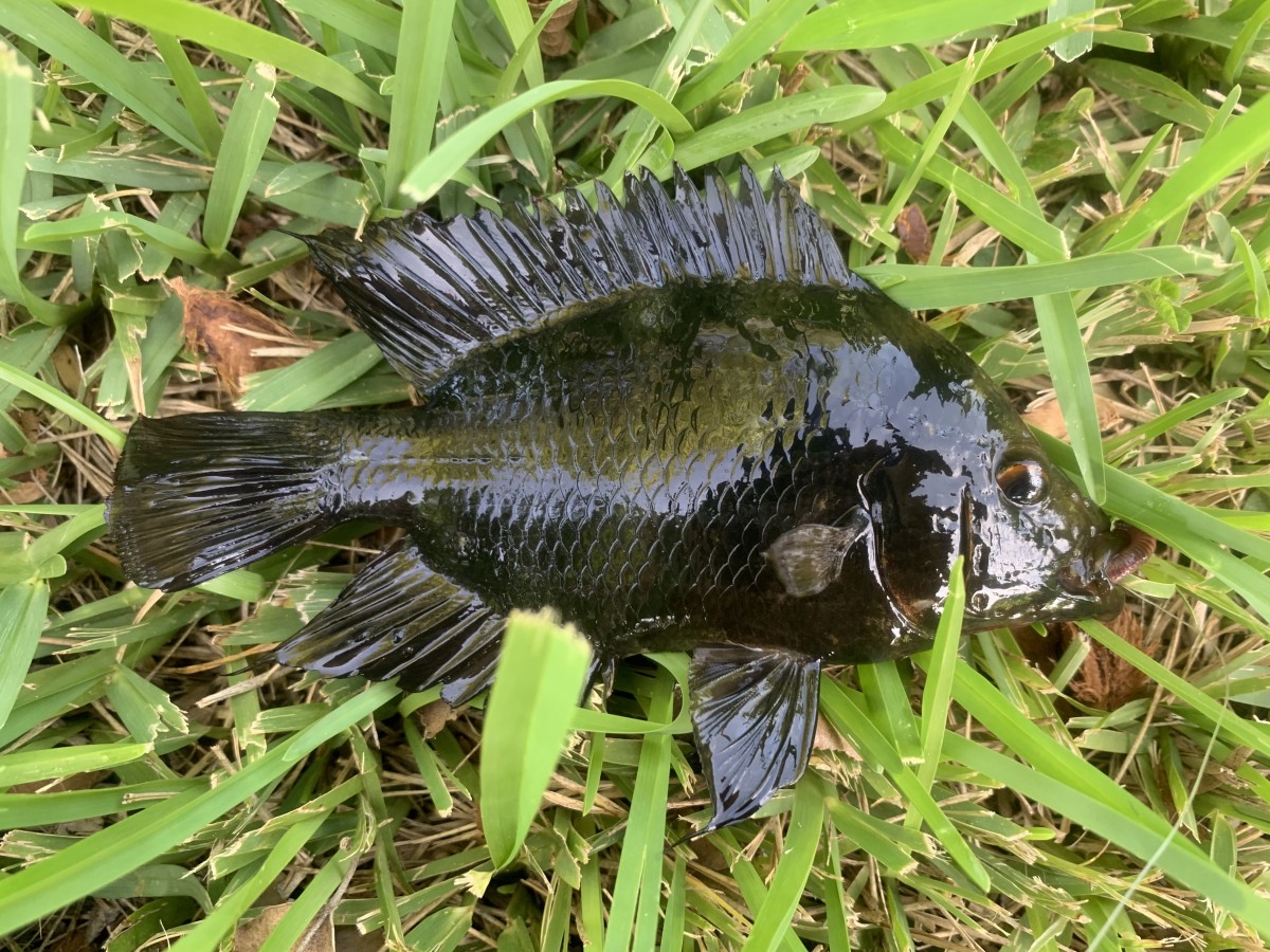 Cichlid, Red Devil (Melanistic)