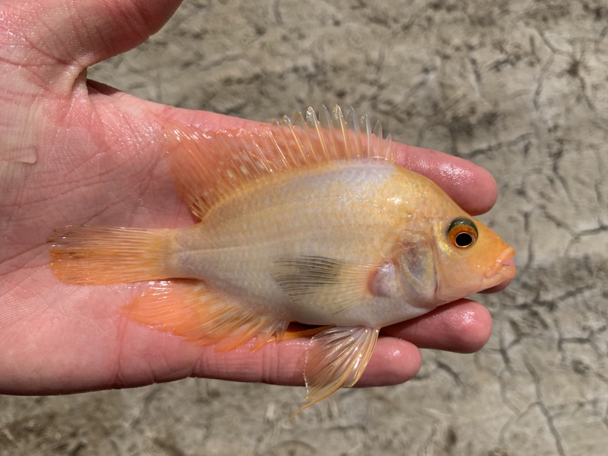 Cichlid, Red Devil (White)