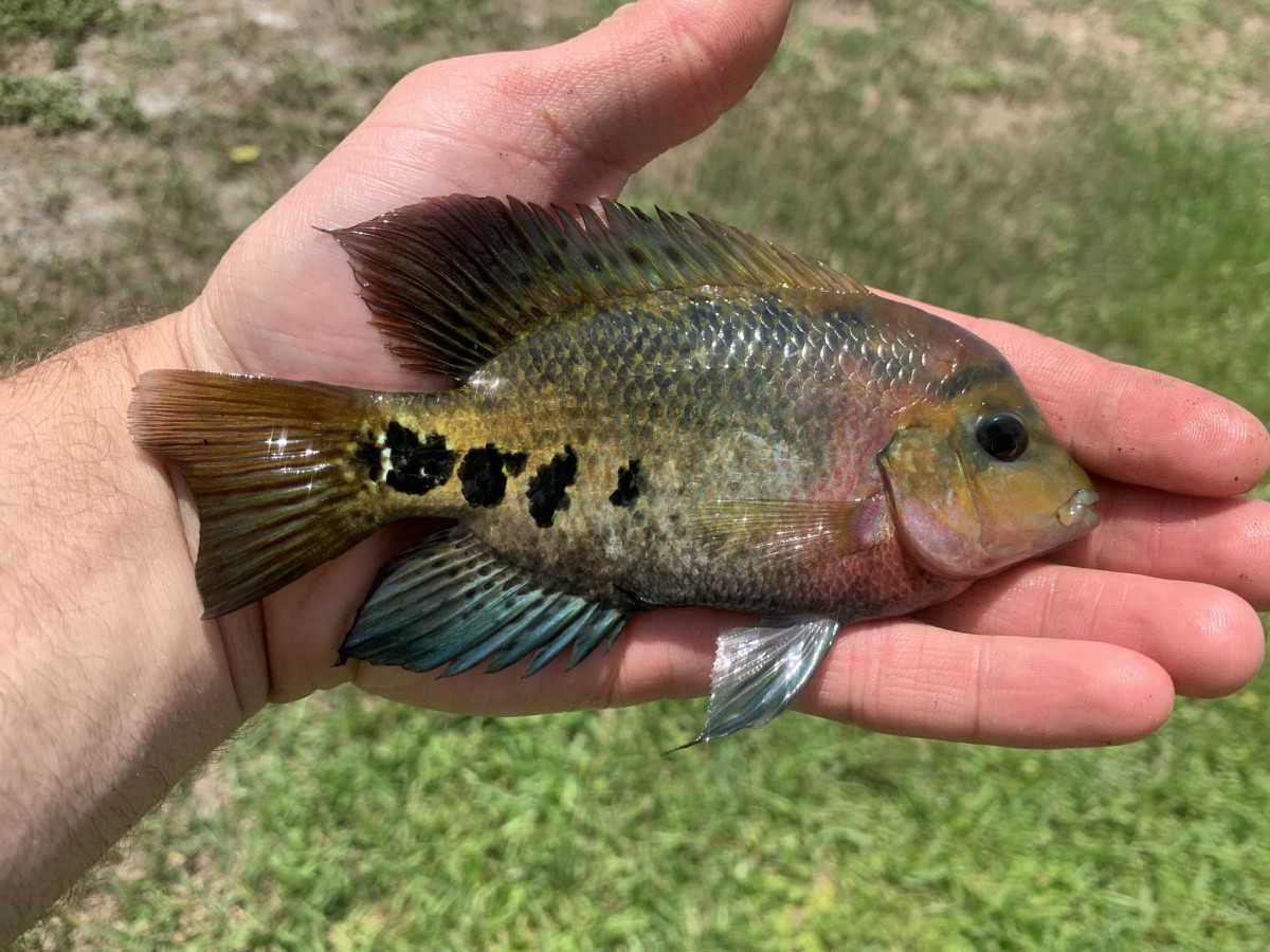 Cichlid, Redhead