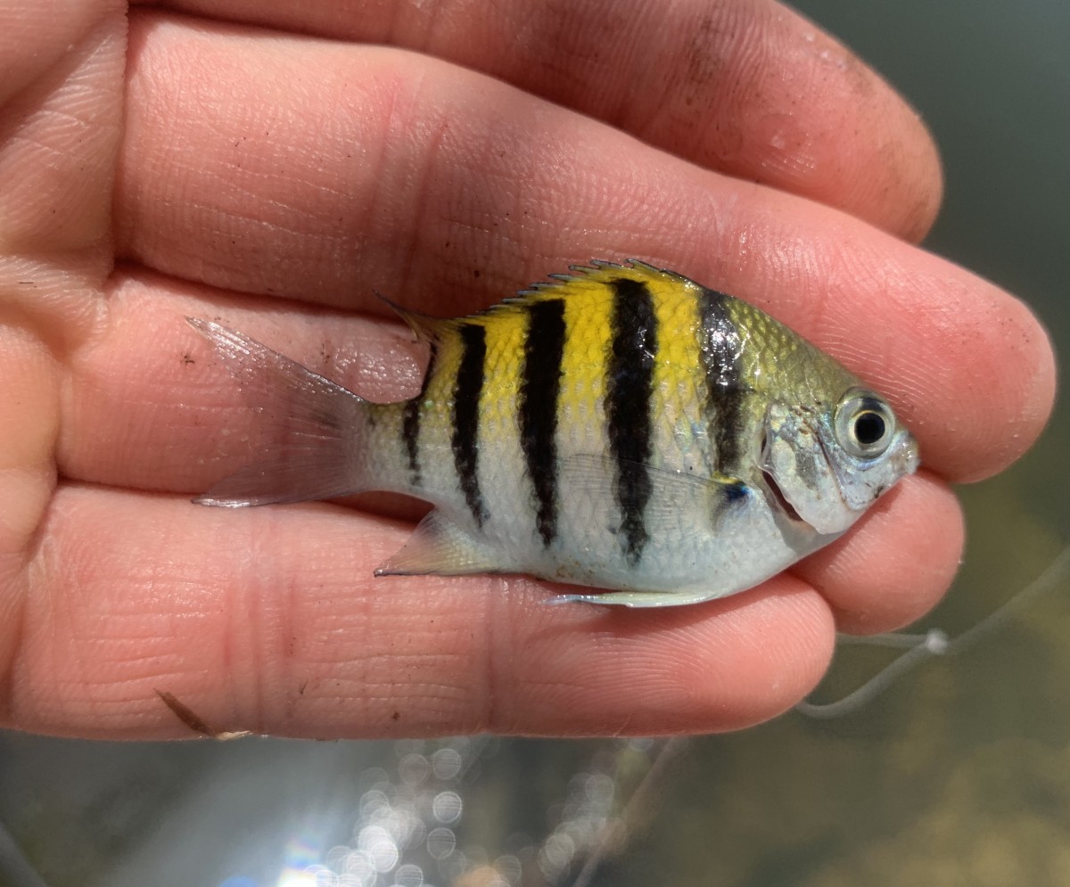 Damselfish, Atlantic Sergeant