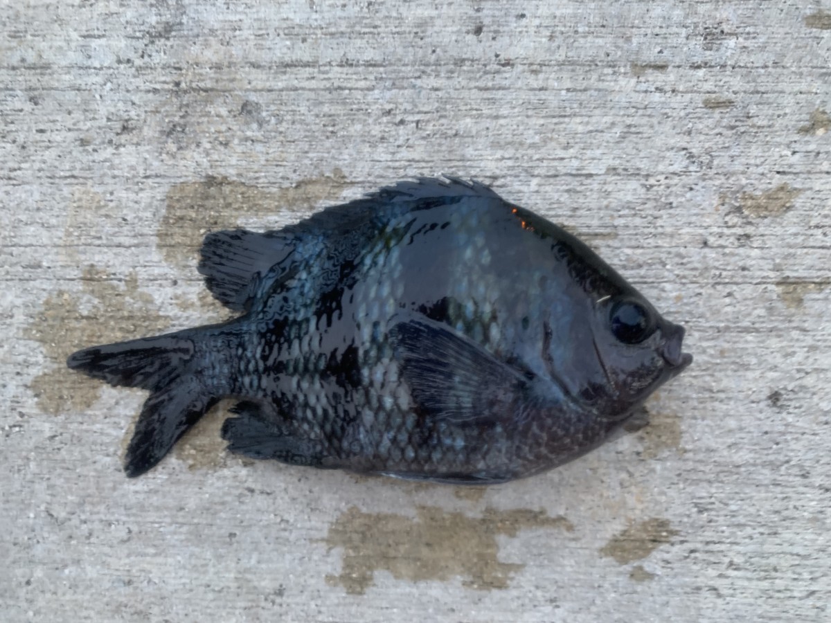 Damselfish, Atlantic Sergeant (Blue)