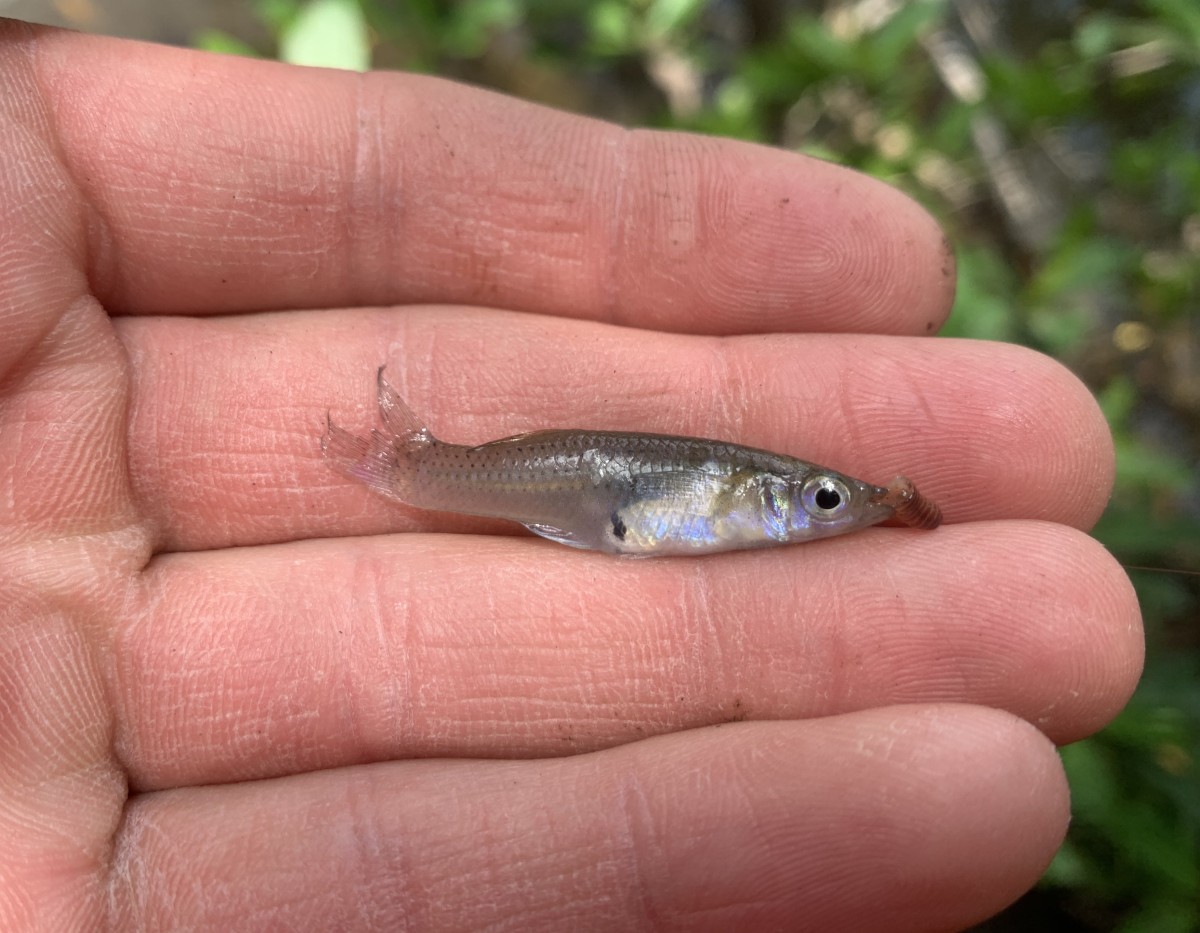 Gambusia, Mangrove