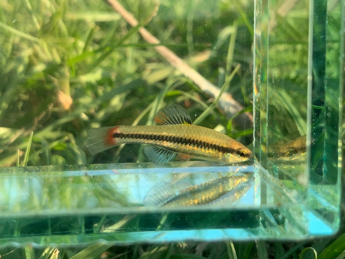 Killifish, Bluefin