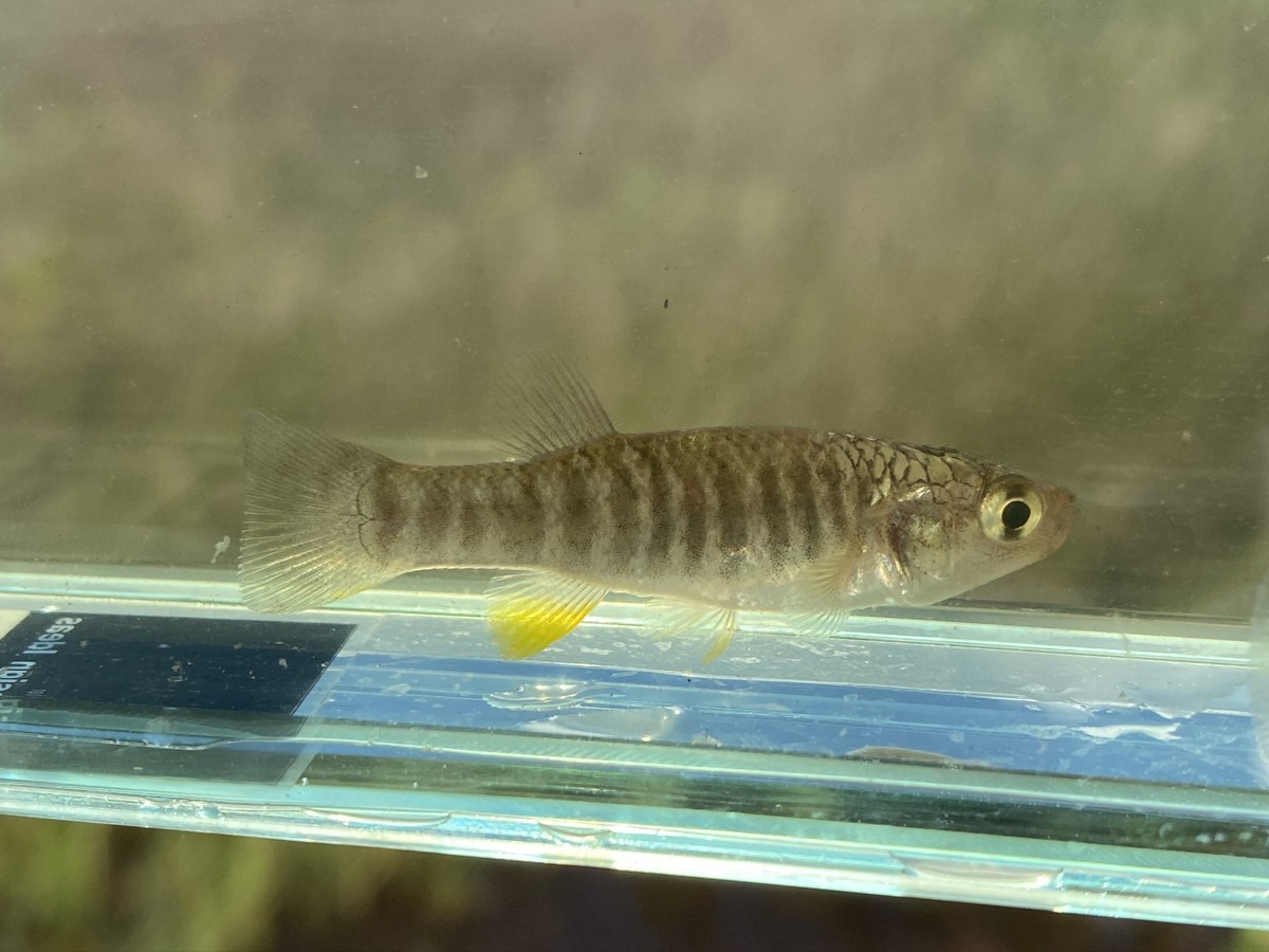 Killifish, Gulf