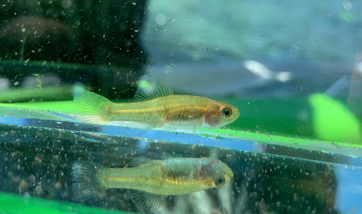 Killifish, Rainwater (Female)