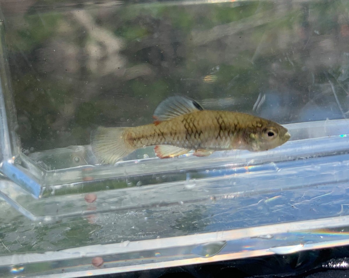 Killifish, Rainwater (Male)