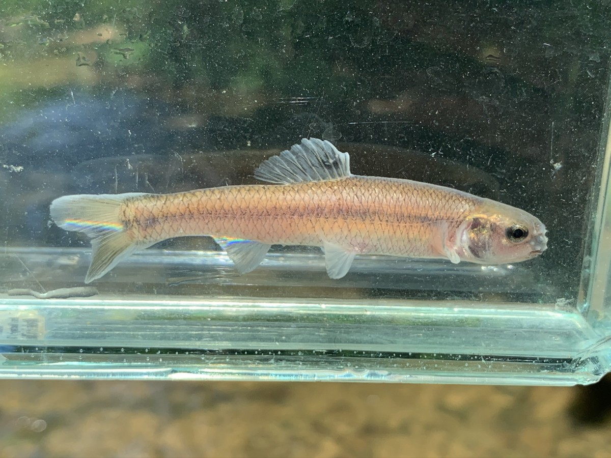 Minnow, Bluntnose