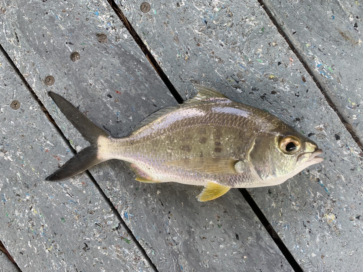 Mojarra, Yellowfin