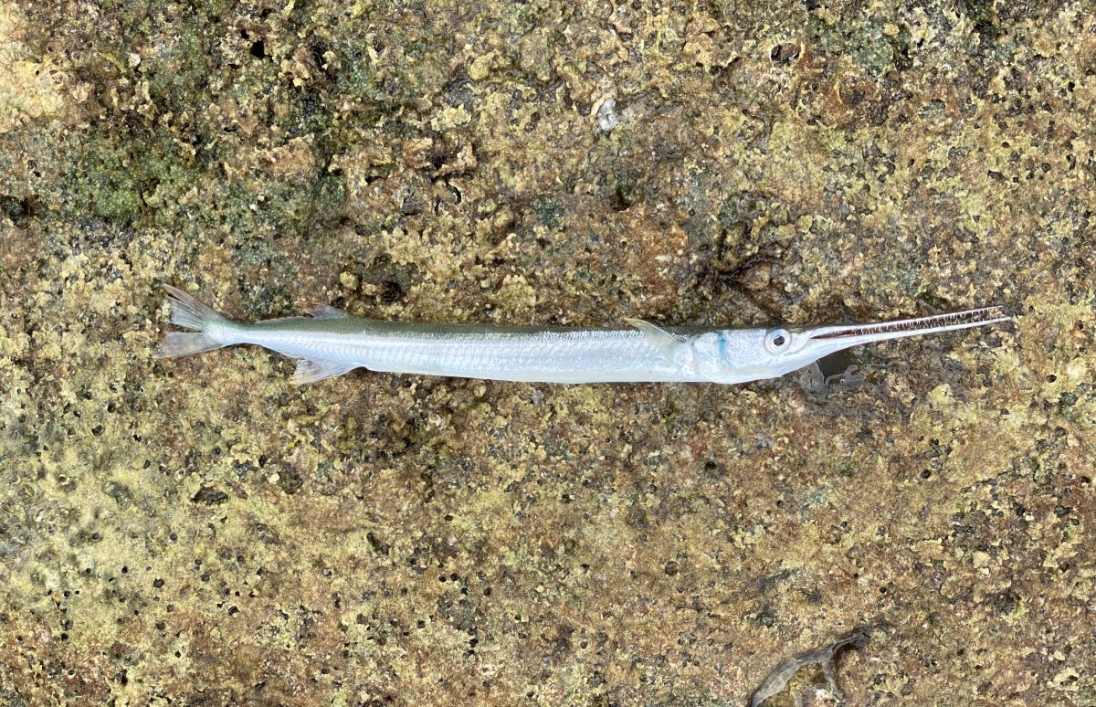 Needlefish, Redfin