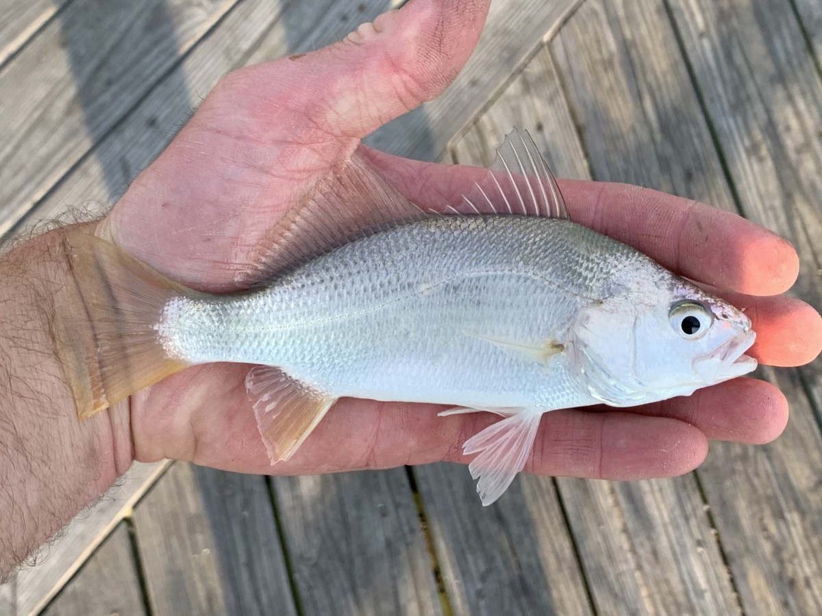 Perch, American Silver