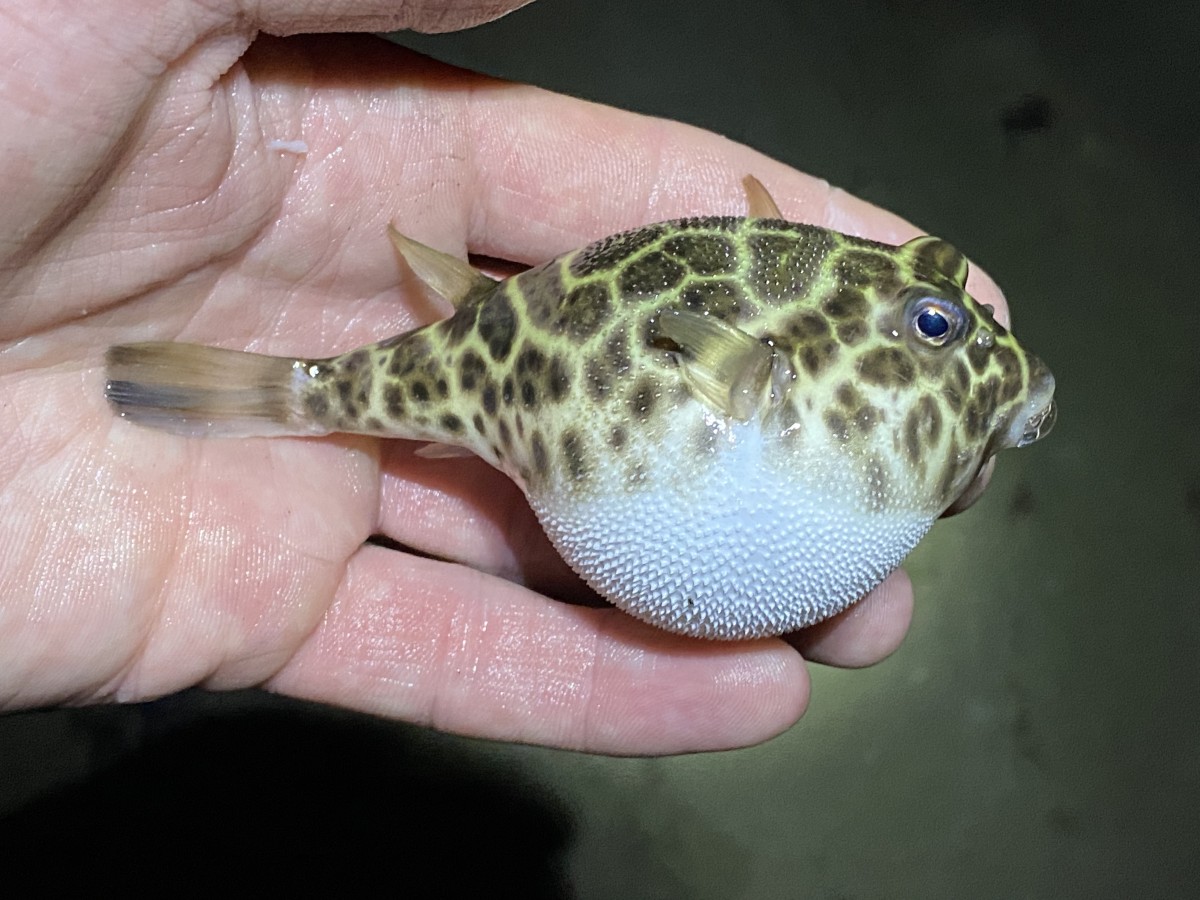 Puffer, Checkered (Inflated)