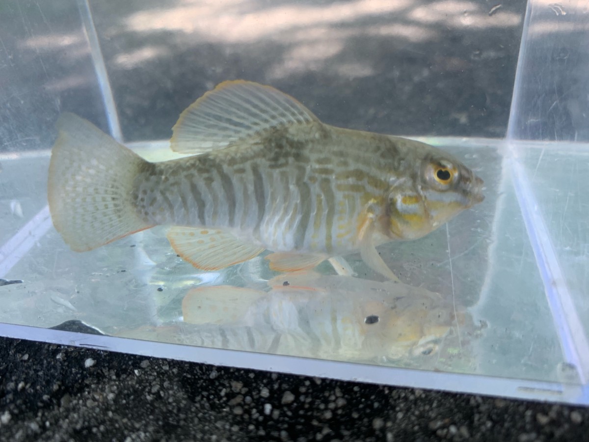 Pupfish, Goldspotted