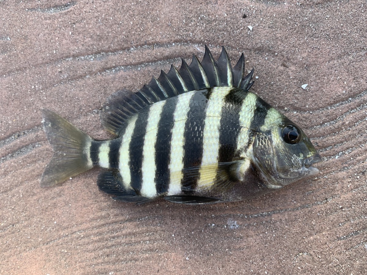 Sheepshead