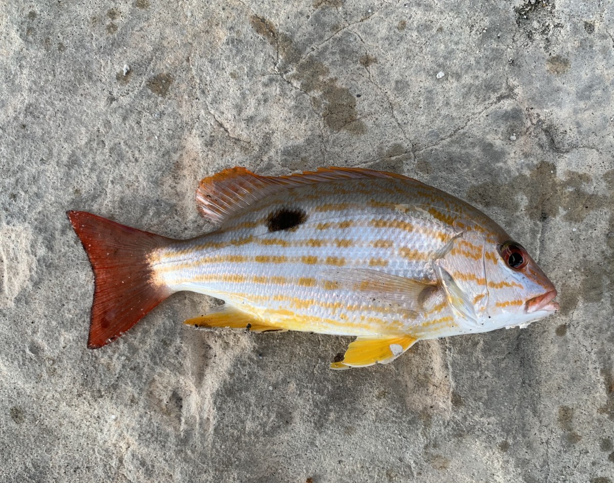 Snapper, Lane