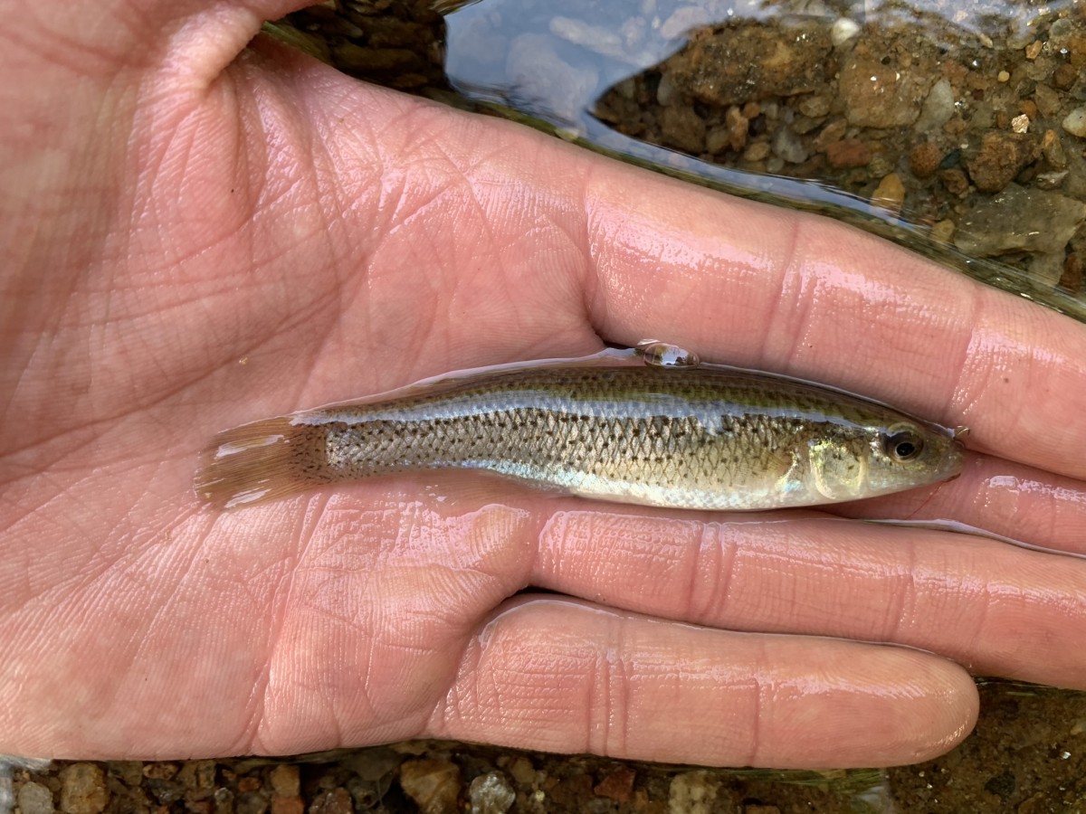 Studfish, Southern (Female)