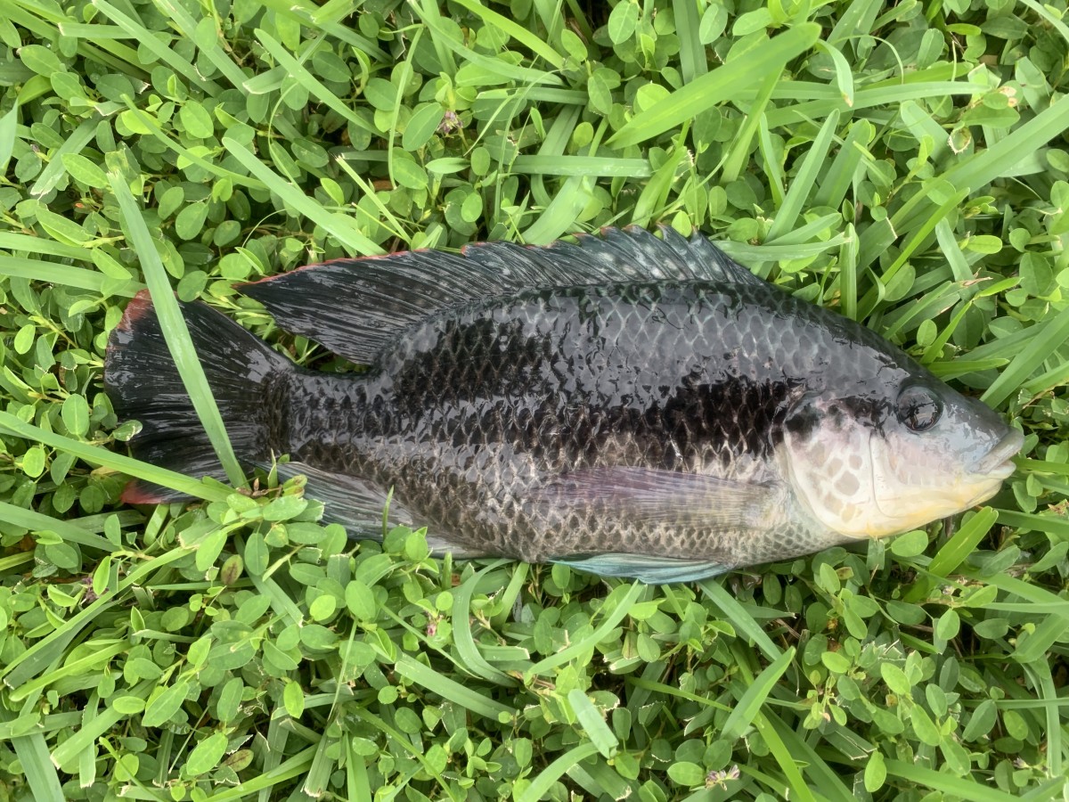 Tilapia, Mozambique