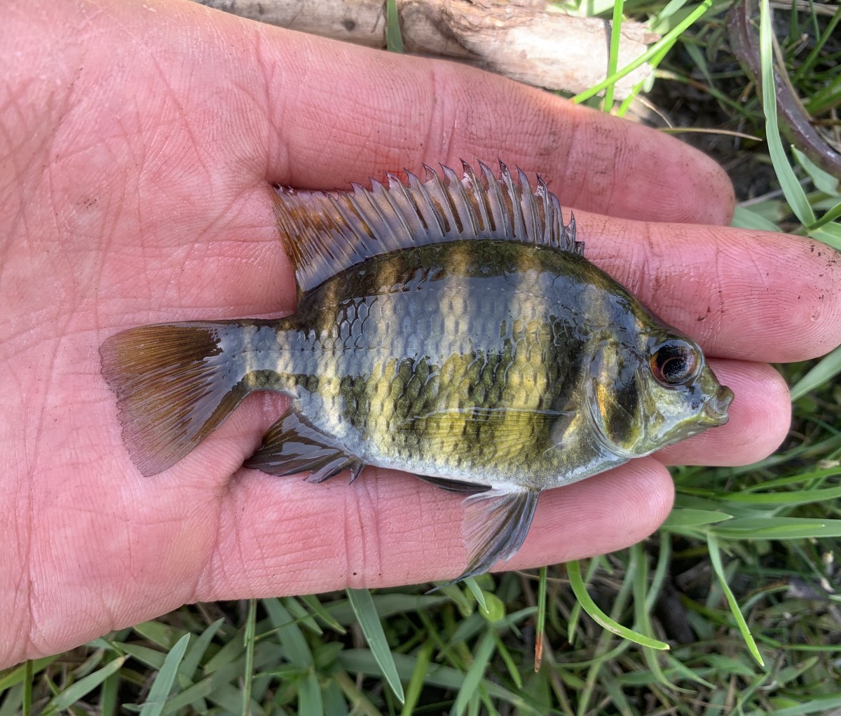 Tilapia, Spotted (Juvenile)